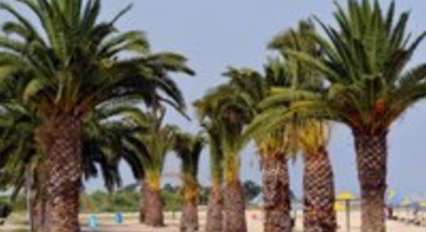 palmeirassamouco