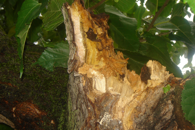 Autarquia abate árvores em risco de queda