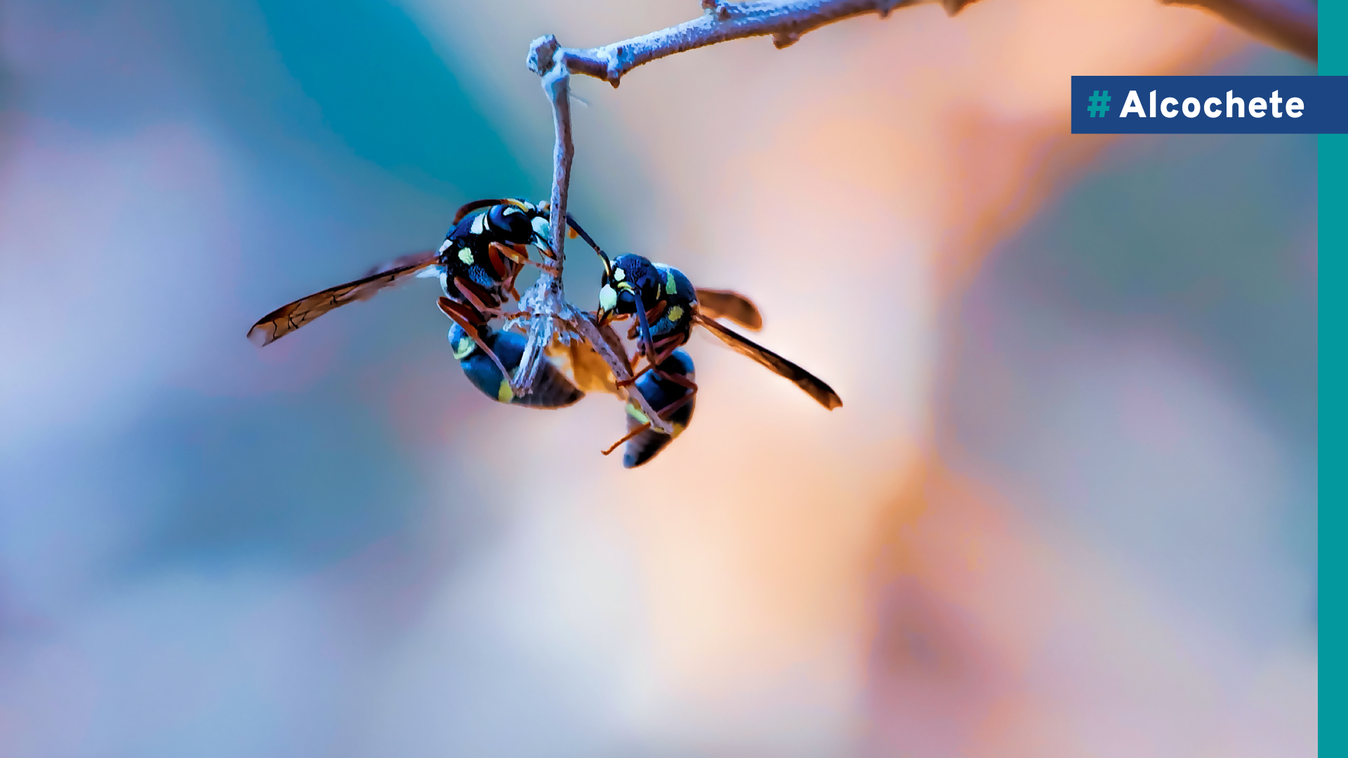 Município implementa controlo da vespa asiática