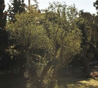 Câmara replanta oliveiras no Parque de Merendas em Samouco