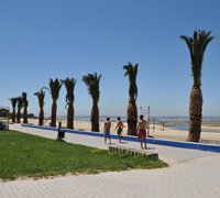 Autarquia coloca palmeiras nas praias do Concelho