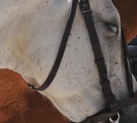Pólo Equestre de Rio Frio abre com raide hípico a 25 de Outubro