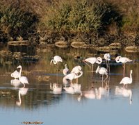 Reserva Natural é candidata às “7 Maravilhas Naturais de Portugal” 