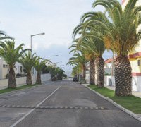 Câmara trata palmeiras da Avenida da Restauração
