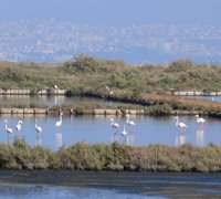 Inscrições abertas para passeio combinado “Rota dos Flamingos”