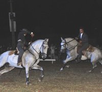 Cavalo lusitano em destaque no “Ibéria Horse Gala”