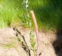 Dia da Árvore: visite o Centro de Recolha de Canídeos e plante uma árvore 
