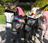 “Amigos Orelhudos” vêm à Vila para passeios no Jardim do Coreto