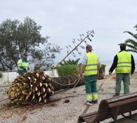 Autarquia remove palmeiras afectadas pela praga do escaravelho