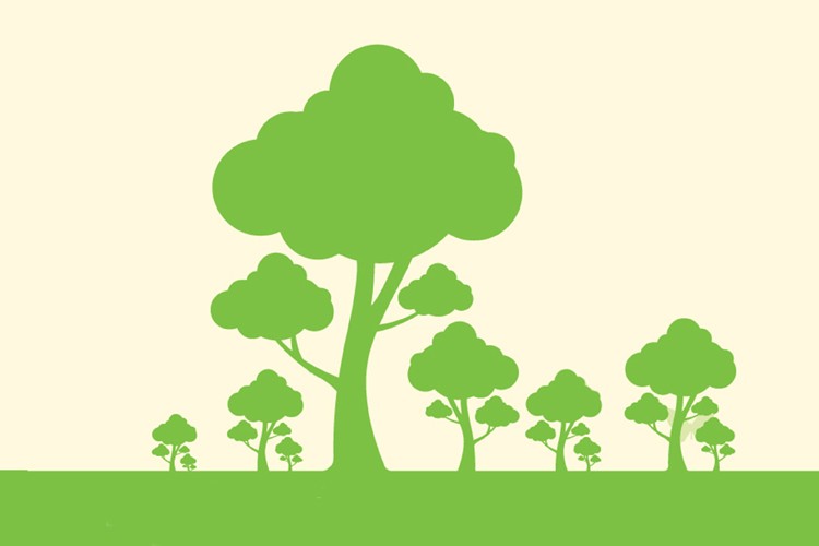 Câmara alerta para “Floresta Segura 2019”