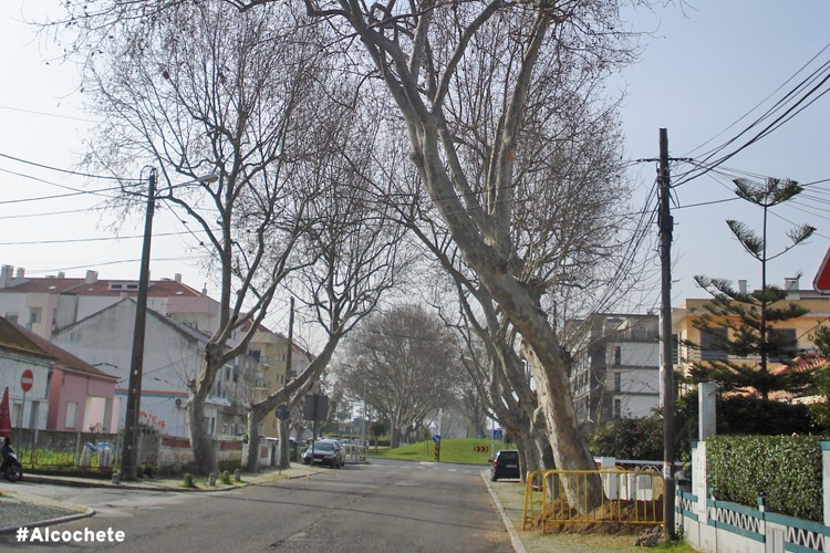 Comunicado: abate de árvore na avenida D. Manuel I
