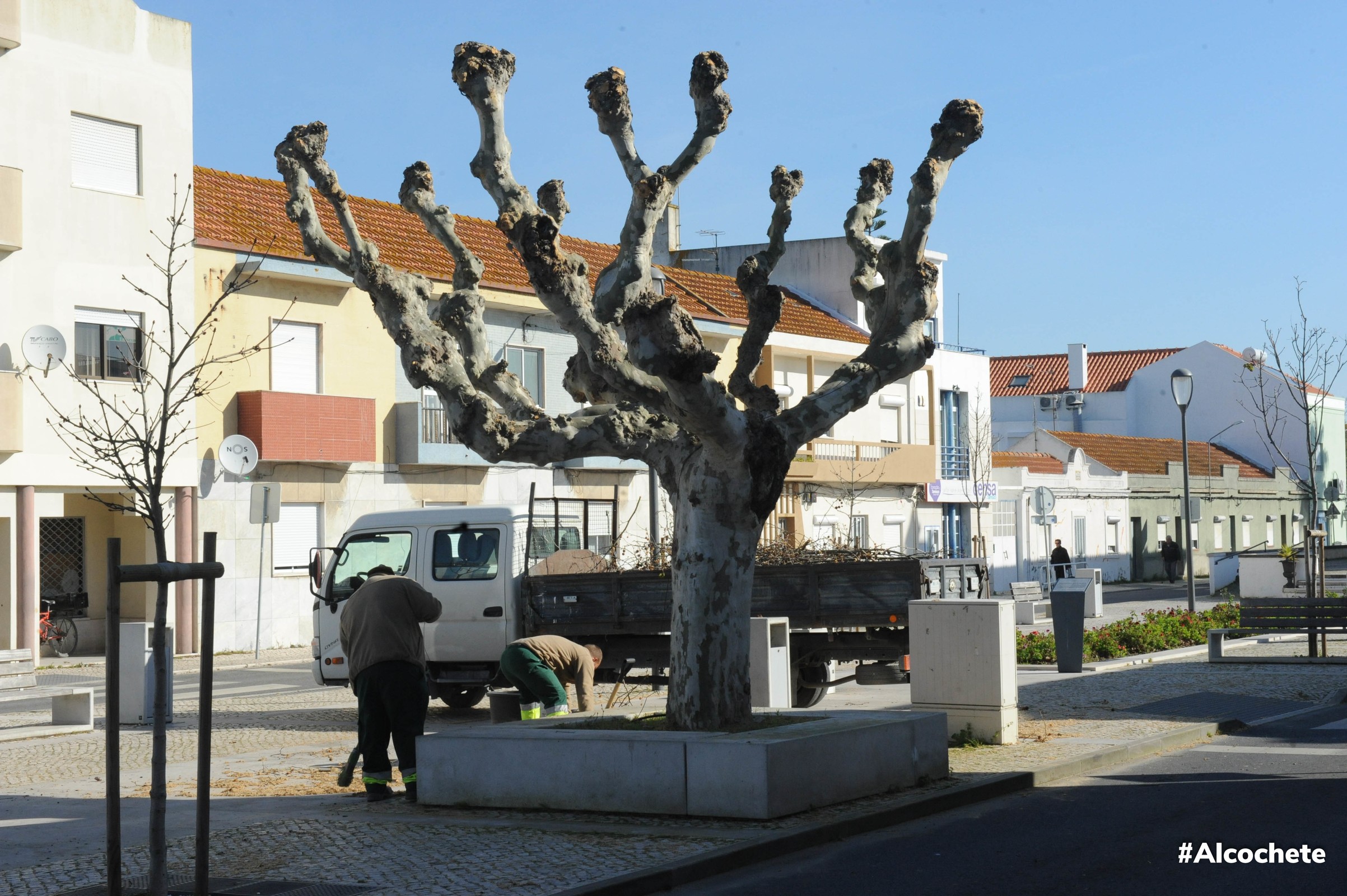Autarquia avalia estado das árvores no município