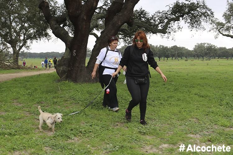 Voluntários ajudam a passear o cão de quem não pode sair de casa