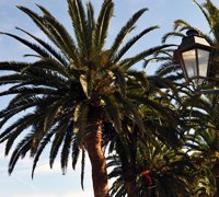 Praga de escaravelhos obriga ao abate de dez palmeiras em Alcochete